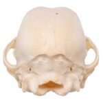 Real Domestic Dog Skull – Husky Puppy