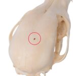 Real Domestic Dog Skull – Husky Puppy