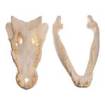 Replica Saltwater Crocodile Skull