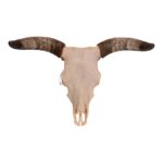 Real Longhorn Skull – 4400 g