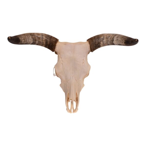 Real Longhorn Skull – 4400 g