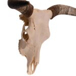 Real Longhorn Skull – 4400 g