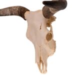Real Longhorn Skull – 4400 g