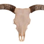 Real Longhorn Skull – 4400 g