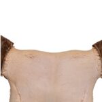 Real Longhorn Skull – 4400 g