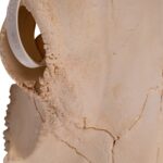 Real Longhorn Skull – 4400 g
