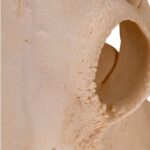 Real Longhorn Skull – 4400 g