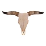 Real Longhorn Skull – 3200 g