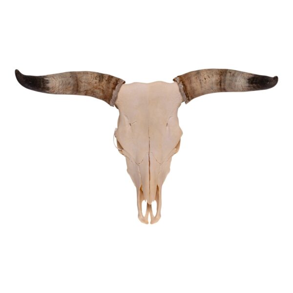 Real Longhorn Skull – 3800 g