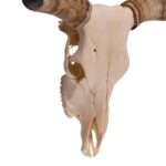 Real Longhorn Skull – 3200 g