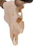 Real Longhorn Skull – 3800 g