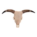 Real Longhorn Skull – 3500 g