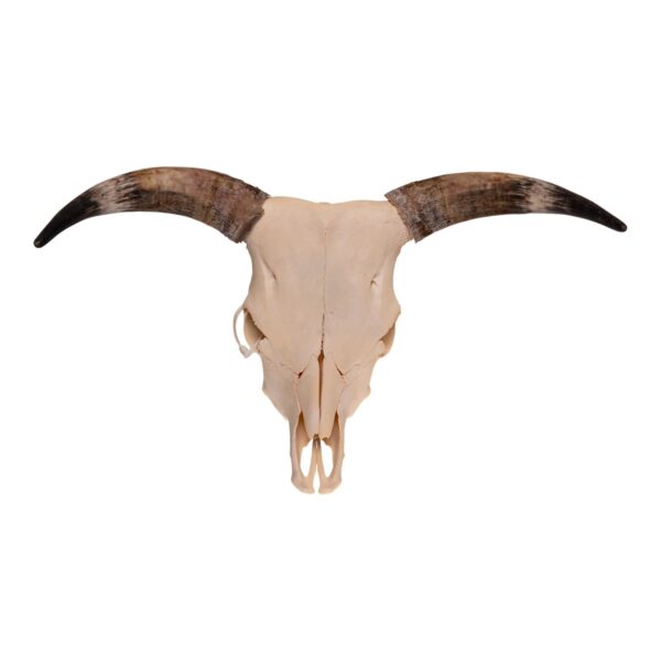 Real Longhorn Skull – 3500 g