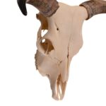 Real Longhorn Skull – 3500 g