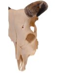 Real Longhorn Skull – 3500 g