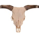Real Longhorn Skull – 3500 g