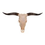 Real Longhorn Skull – 3100 g