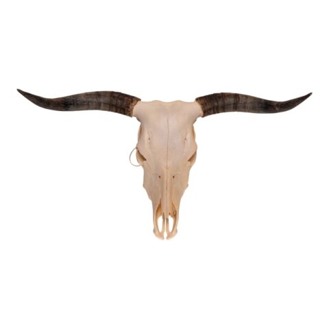 Real Longhorn Skull - 3100 g