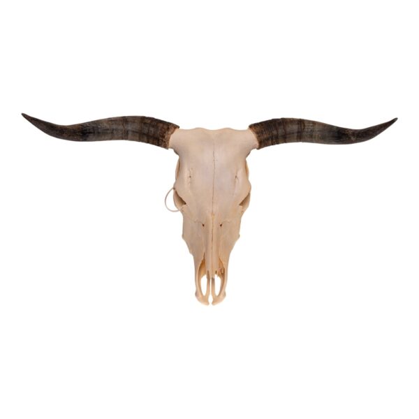Real Longhorn Skull – 3100 g