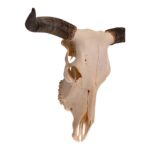 Real Longhorn Skull – 3100 g