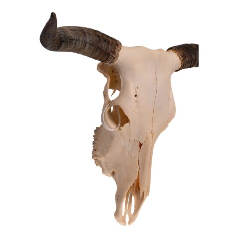 Real Longhorn Skull - 3100 g