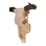 Real Longhorn Skull – 3100 g