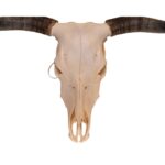 Real Longhorn Skull – 3100 g