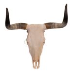 Real Longhorn Skull – 3700 g
