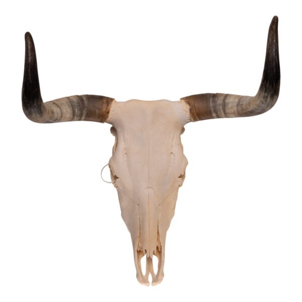 Real Longhorn Skull – 3700 g