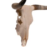 Real Longhorn Skull – 3700 g