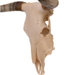 Real Longhorn Skull – 3700 g
