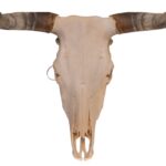 Real Longhorn Skull – 3700 g