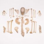 Real Human Skeleton – Disarticulated – 4100 g