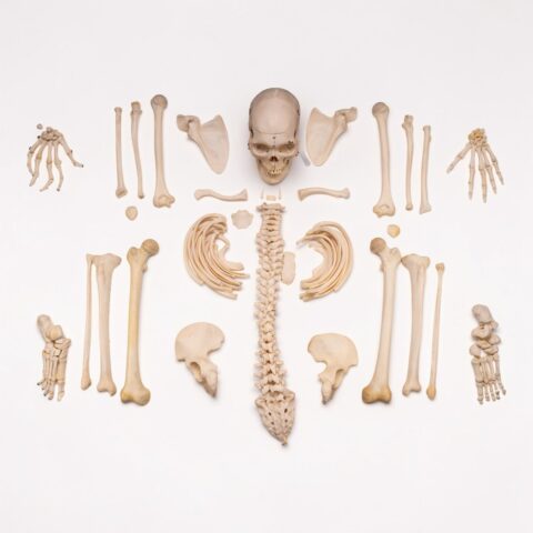 Real Human Skeleton - Disarticulated - 4100 g