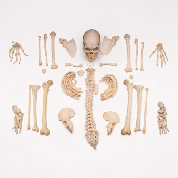 Real Human Skeleton – Disarticulated – 4100 g