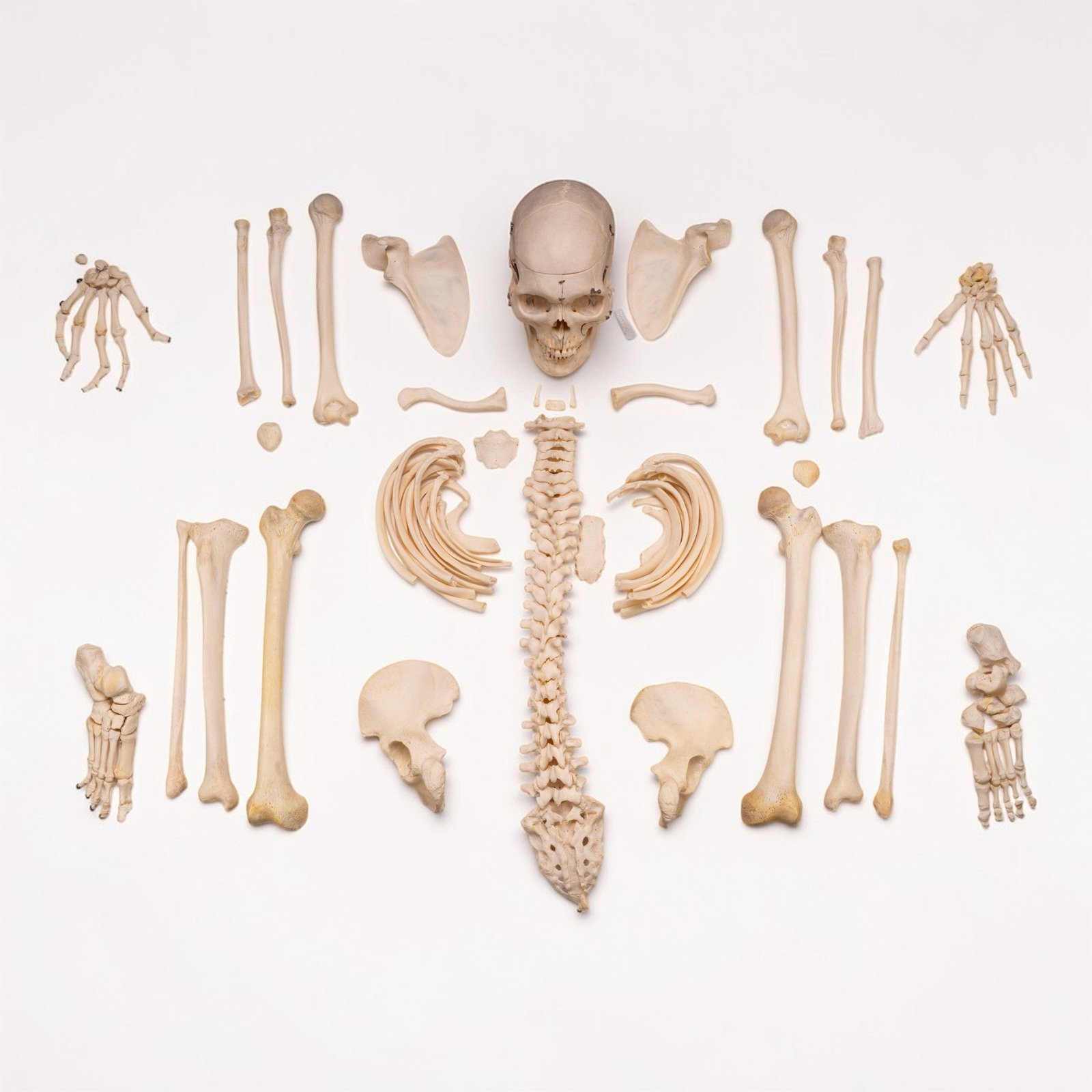 Real Human Skeleton - Disarticulated - 4100 g