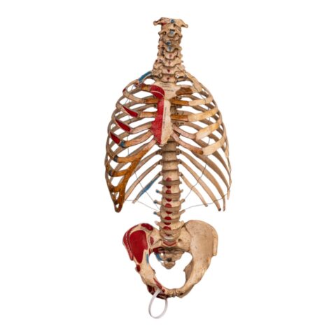 Real Articulated Human Torso