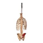 Real Articulated Human Torso