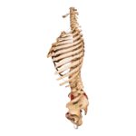 Real Articulated Human Torso