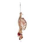 Real Articulated Human Torso