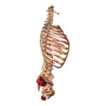 Real Articulated Human Torso