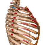 Real Articulated Human Torso