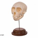 Real Adolescent Vervet Monkey Skull on Stand