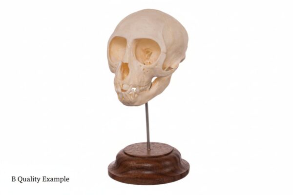 Real Adolescent Vervet Monkey Skull on Stand