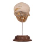 Real Adolescent Vervet Monkey Skull on Stand