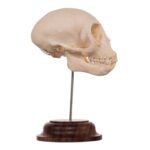 Real Adolescent Vervet Monkey Skull on Stand