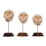 Real Adolescent Vervet Monkey Skull on Stand