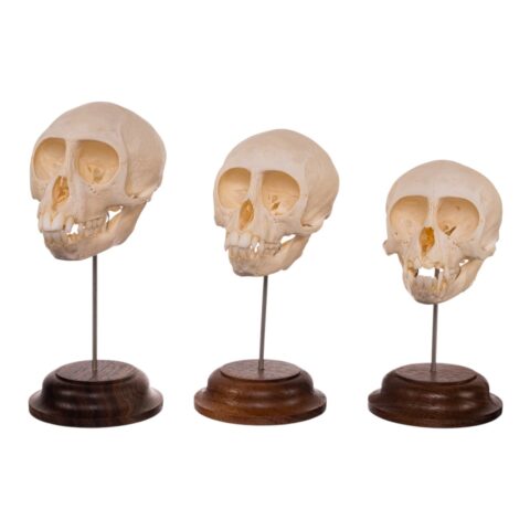 Real Adolescent Vervet Monkey Skull on Stand