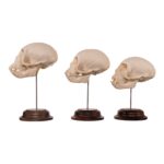 Real Adolescent Vervet Monkey Skull on Stand