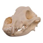 Real Domestic Dog – Weimaraner Skull